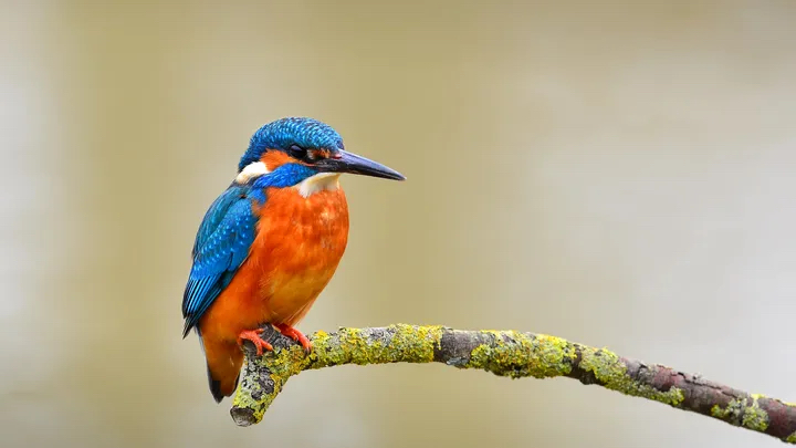 Kingfishers now fish downstream of the ford